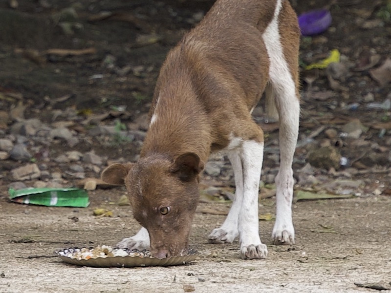 Stray Feeding Program